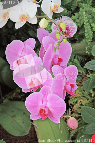 Image of The orchid
