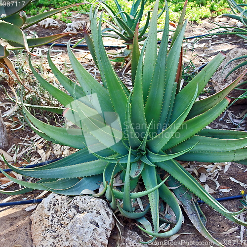 Image of The green aloe