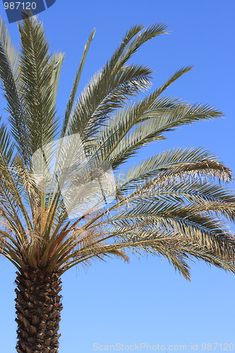Image of The palm