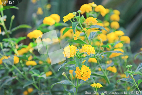 Image of Spring flowers