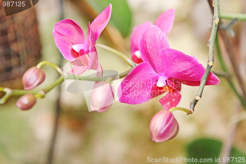 Image of The orchid
