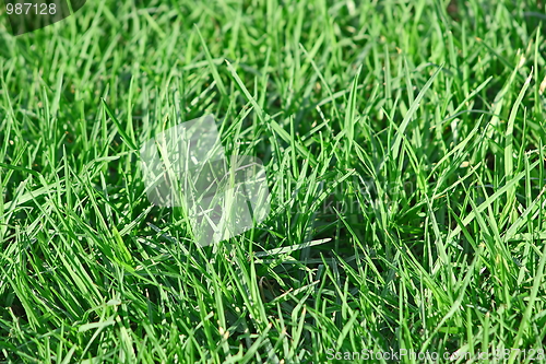 Image of Green grass