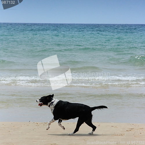 Image of The dog on the beach