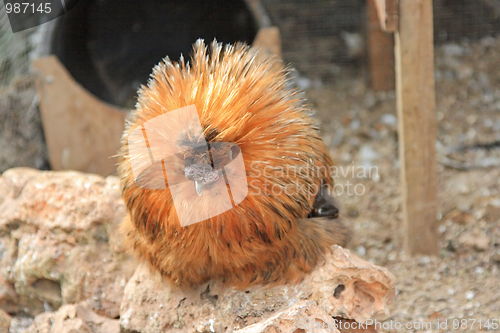 Image of Hairy chicken