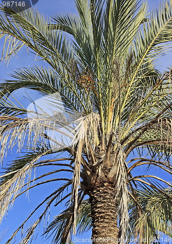 Image of The palm