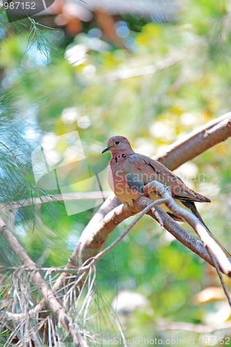 Image of The bird