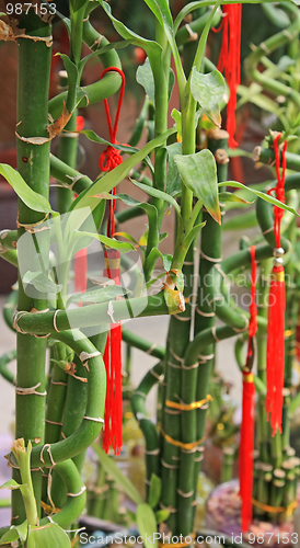 Image of Green bamboo