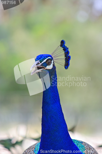 Image of The peacock