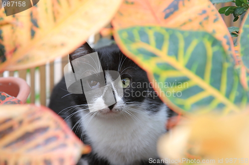 Image of The cat