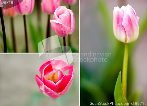 Image of Delicate tulips