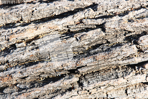 Image of Wooden texture