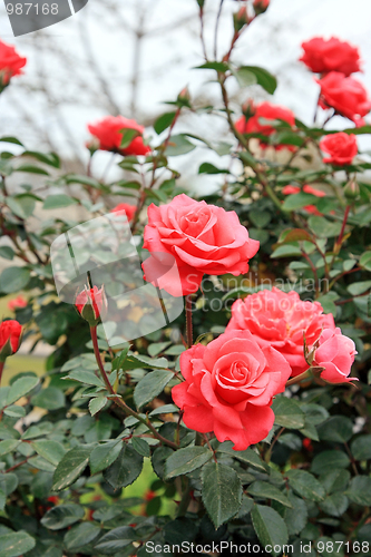 Image of Spring flowers