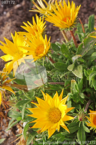 Image of The spring flowers