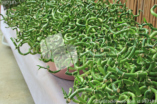 Image of Green bamboo