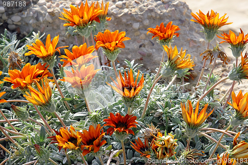 Image of The spring flowers