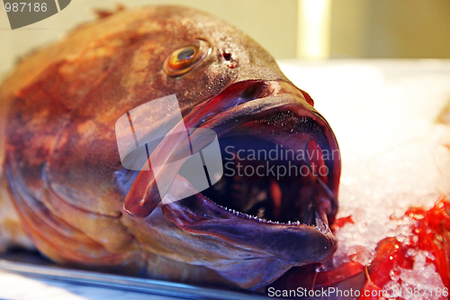 Image of The fish