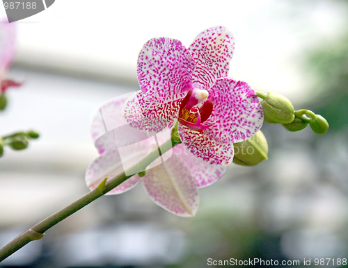 Image of The orchid