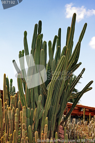 Image of The cactus