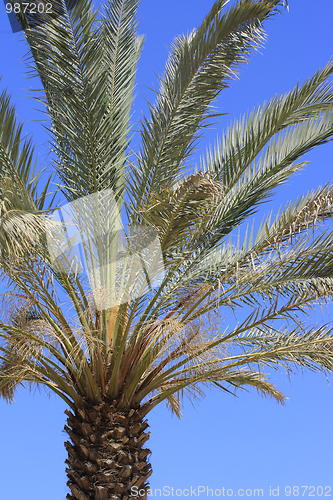 Image of The palm
