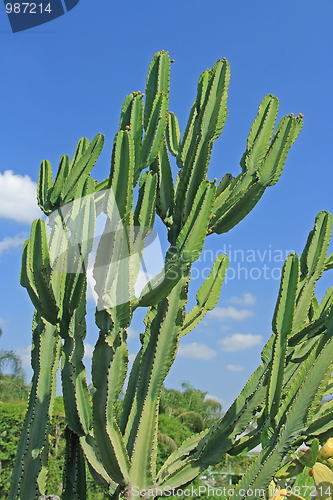 Image of The cactus