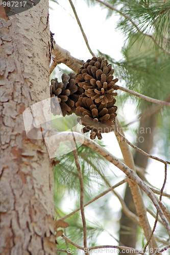 Image of The cones