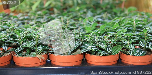 Image of The green plants