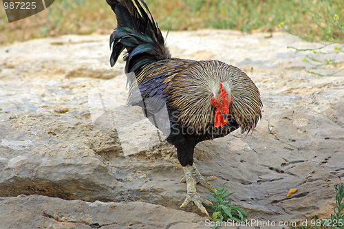 Image of The cock