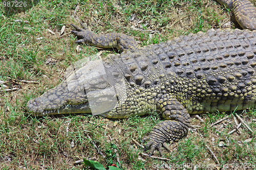 Image of Green crocodile
