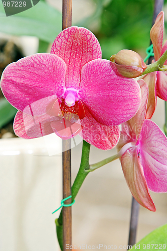 Image of The orchid