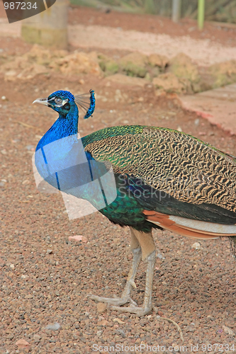 Image of The peacock