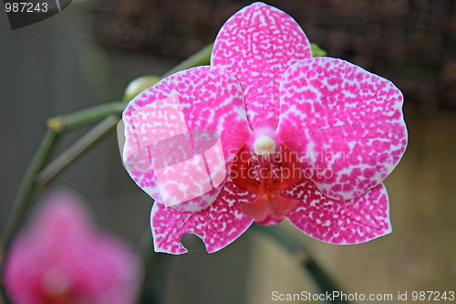 Image of The orchid