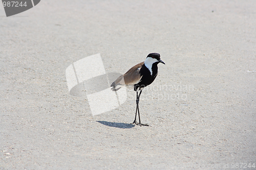Image of The bird
