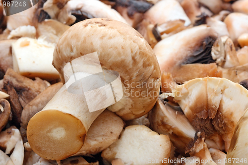 Image of Fresh mushrooms