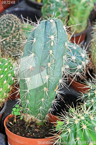 Image of Green cactus