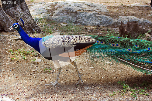 Image of The peacock