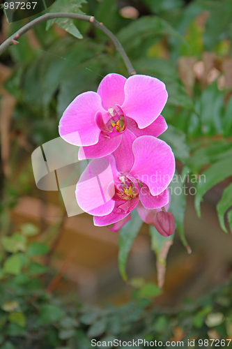Image of The orchid