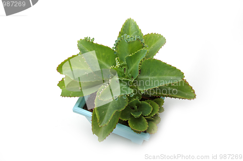 Image of The plant