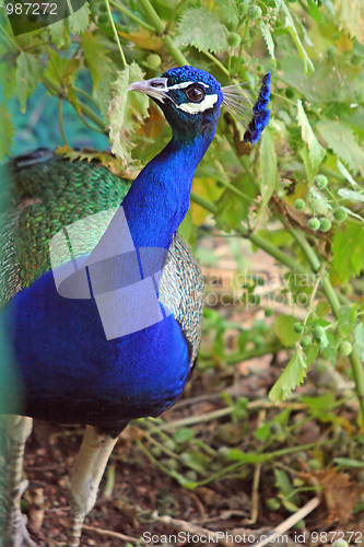 Image of The peacock