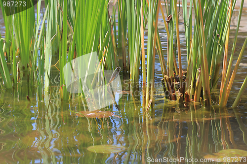 Image of The pond