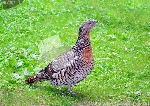 Image of Capercaillie (Tetrao urogallus)