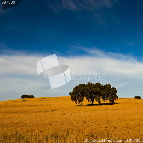Image of Yellow wheat field