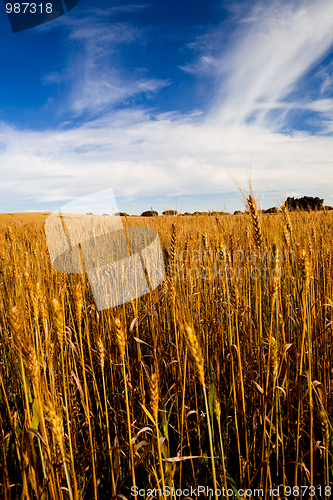 Image of Yellow wheat field