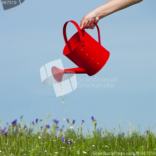 Image of Watering the flowers