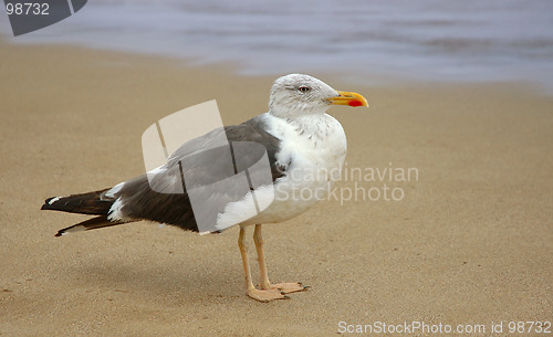 Image of Seagull
