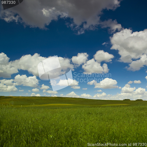 Image of Green meadow