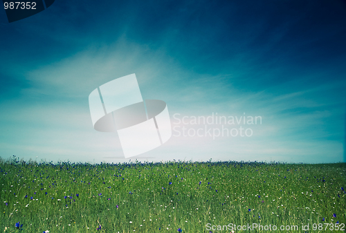 Image of Green meadow