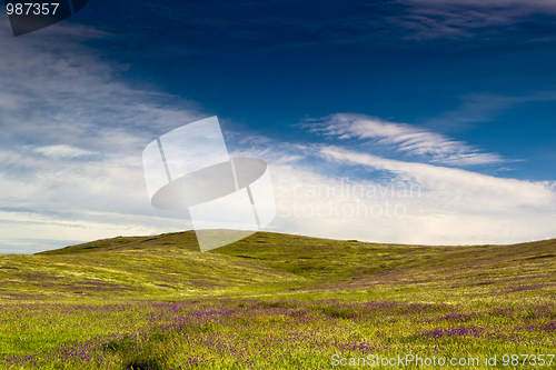 Image of Green meadow