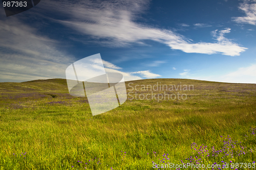 Image of Green meadow