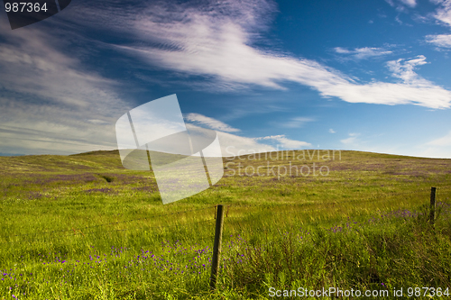 Image of Green meadow
