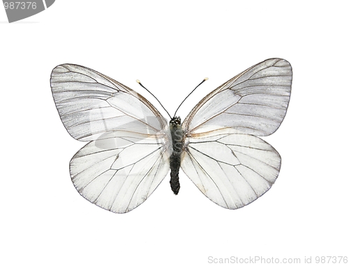 Image of Black-veined White butterfly (Aporia crataegi)